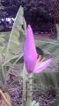 ①バナナの花