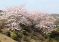 西多摩霊園